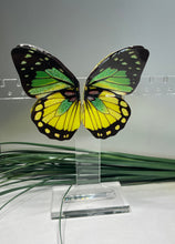 Load image into Gallery viewer, Sprite Skipper Butterfly Wing Studs